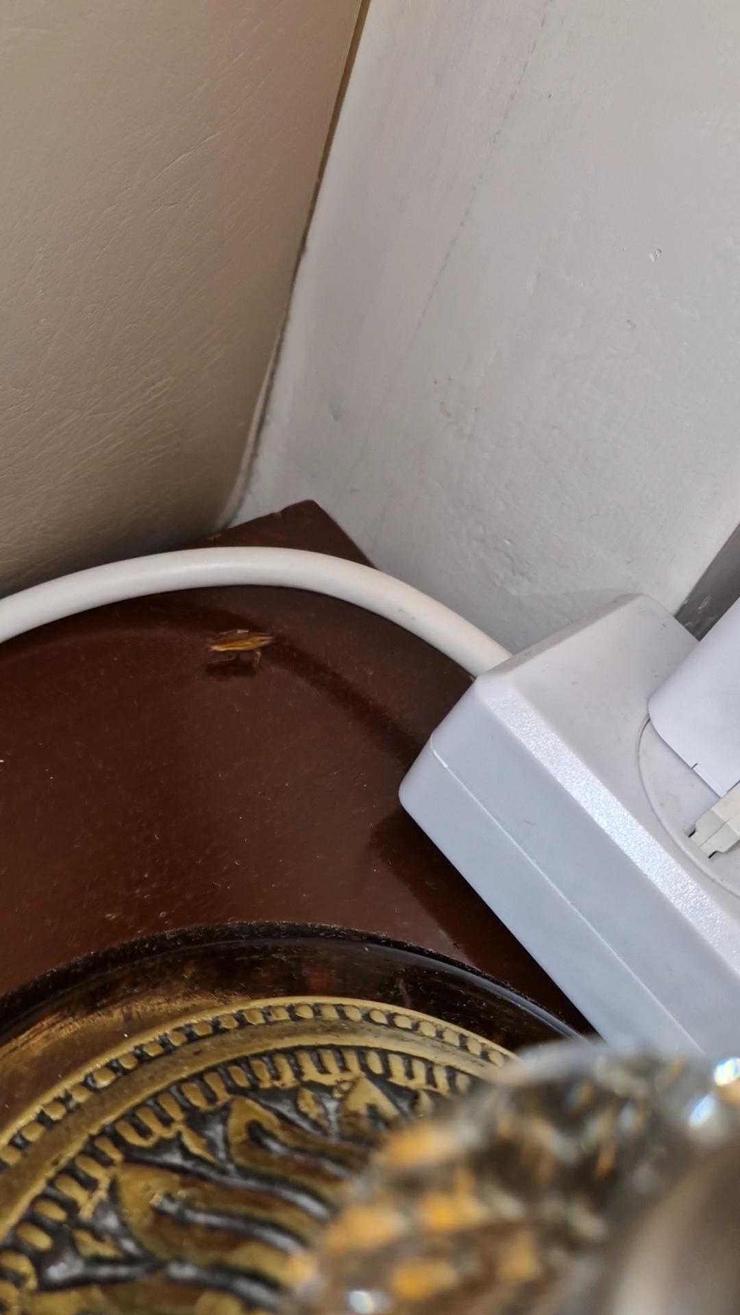 Cockroach on bedside table.