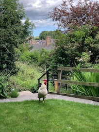 The local rooster!