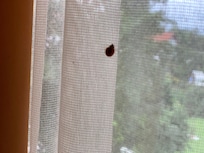 Little ladybug 🐞