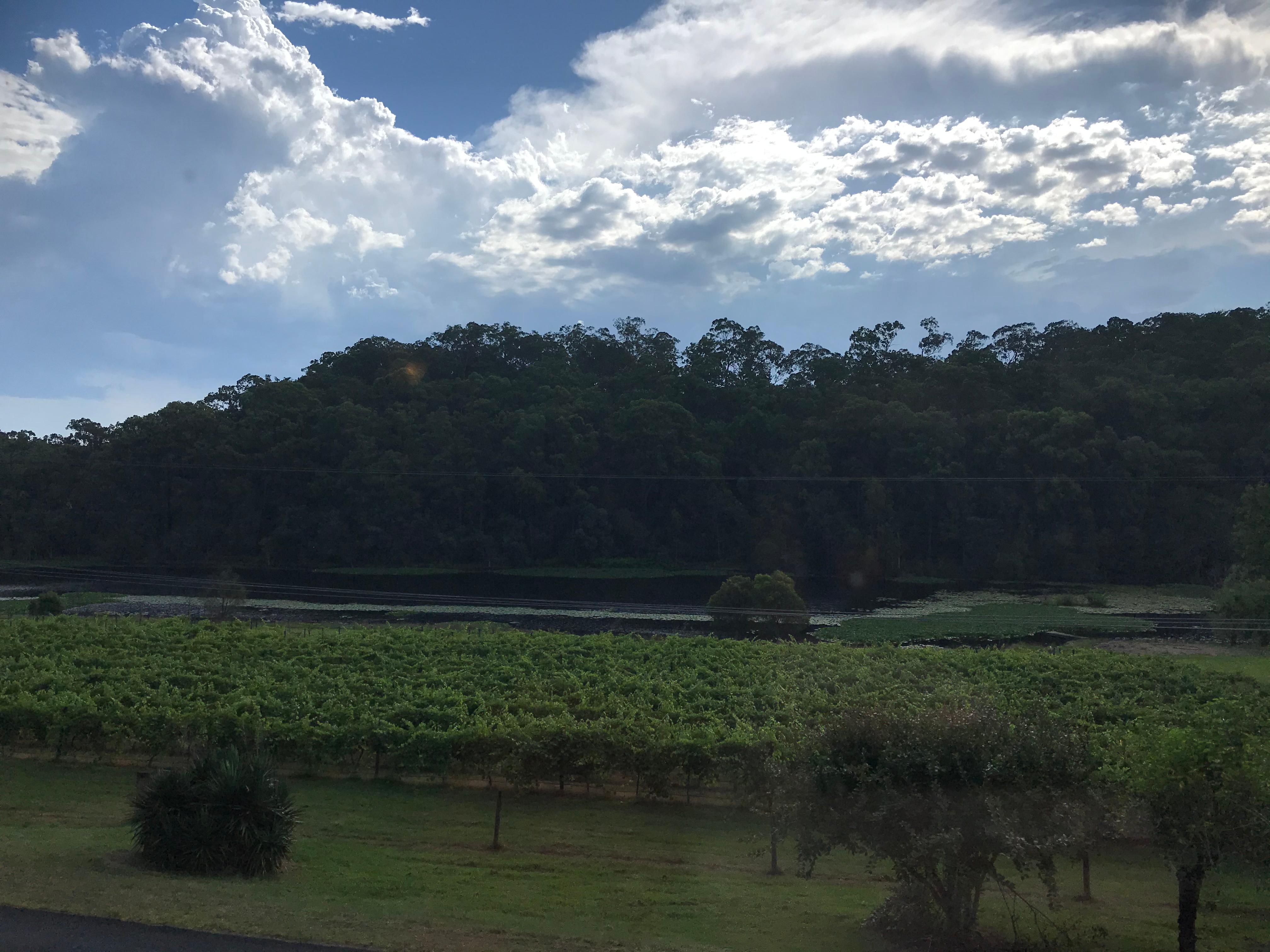 View of the vines out the window!