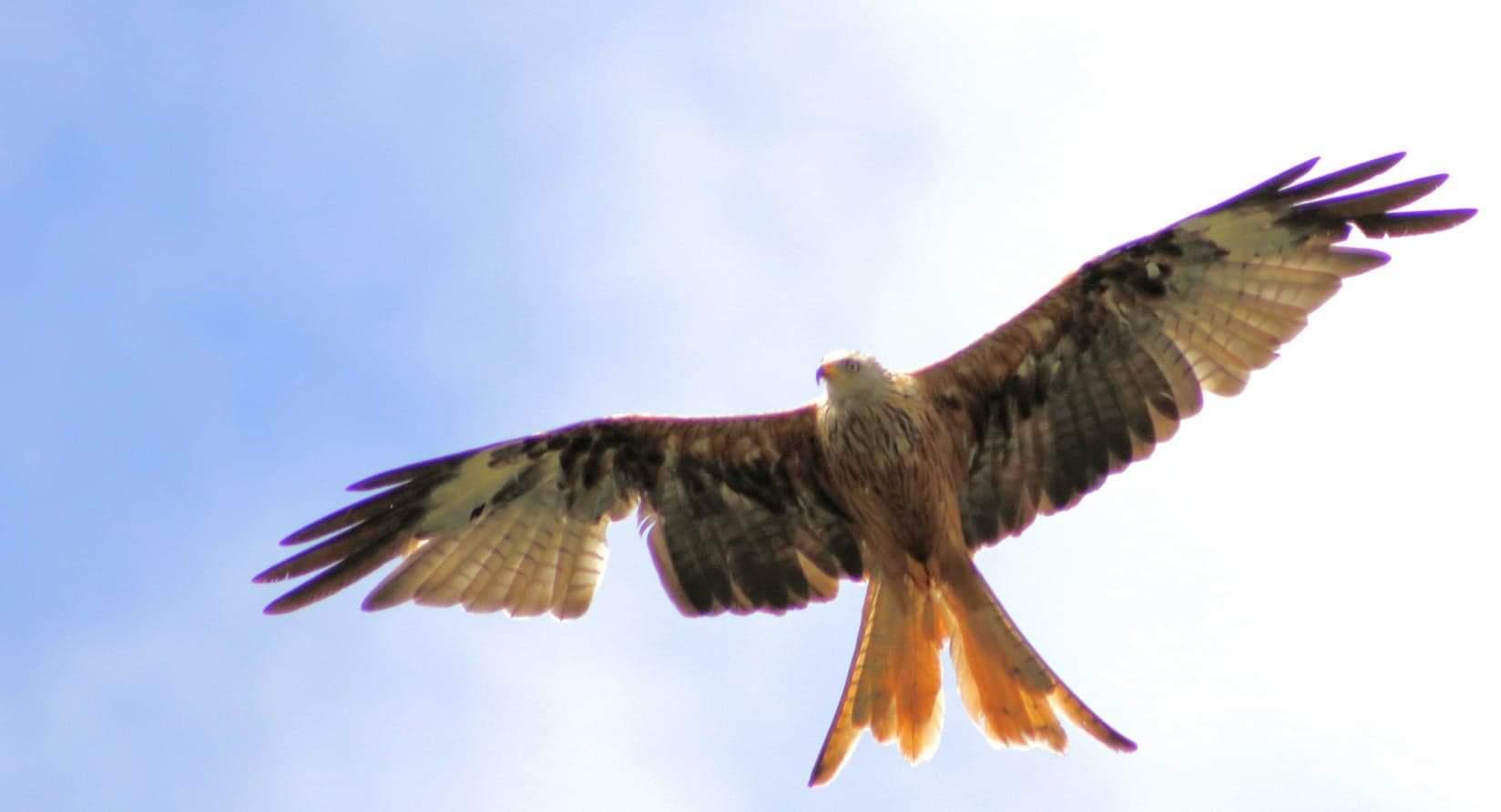 One of the many Red Kite bird of prey in the area.