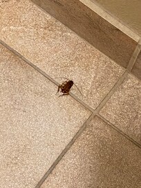 Dead roach