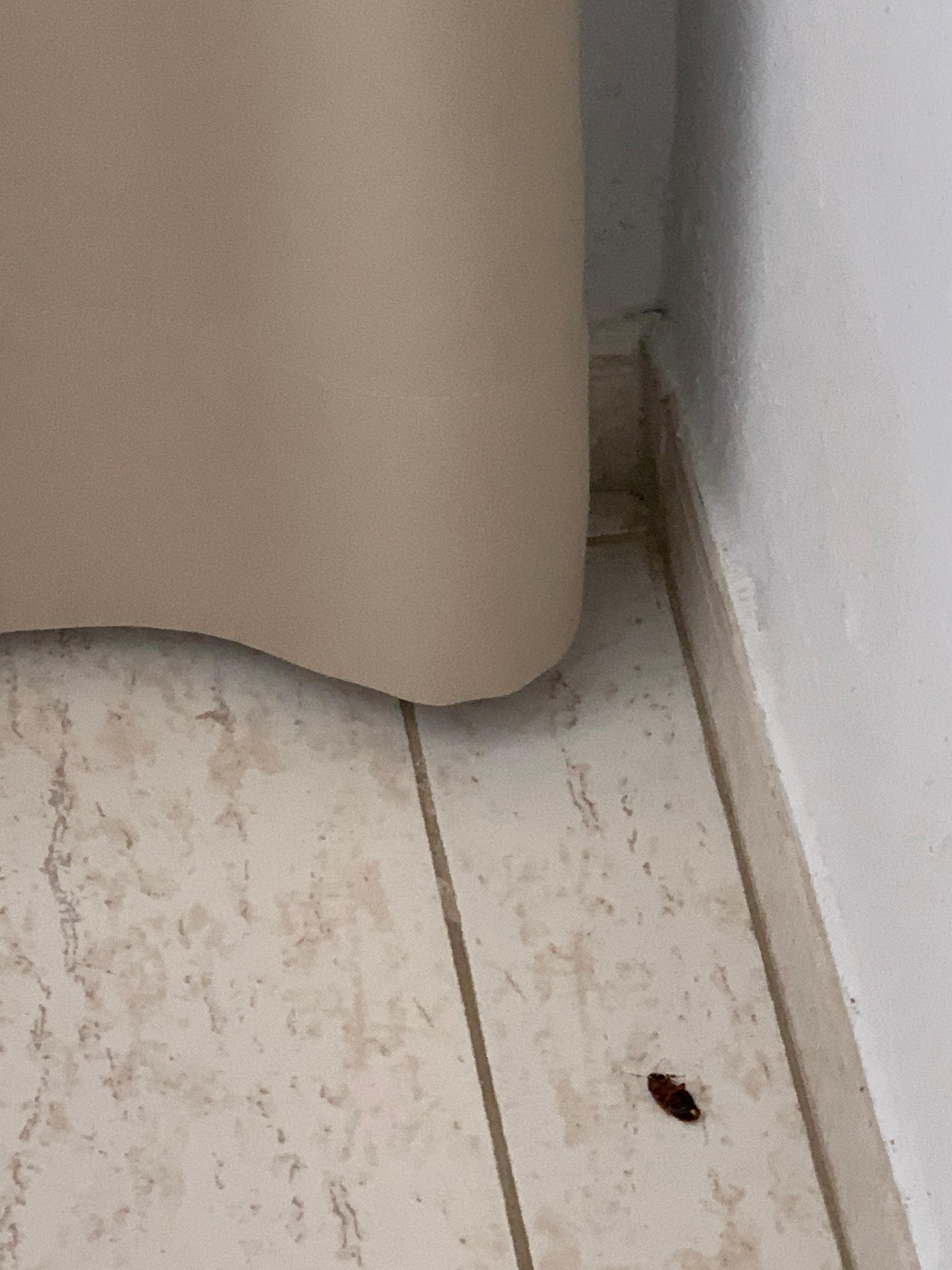 Cucarachas varias