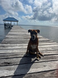 A morning walk with Jeff, the on site best friend.