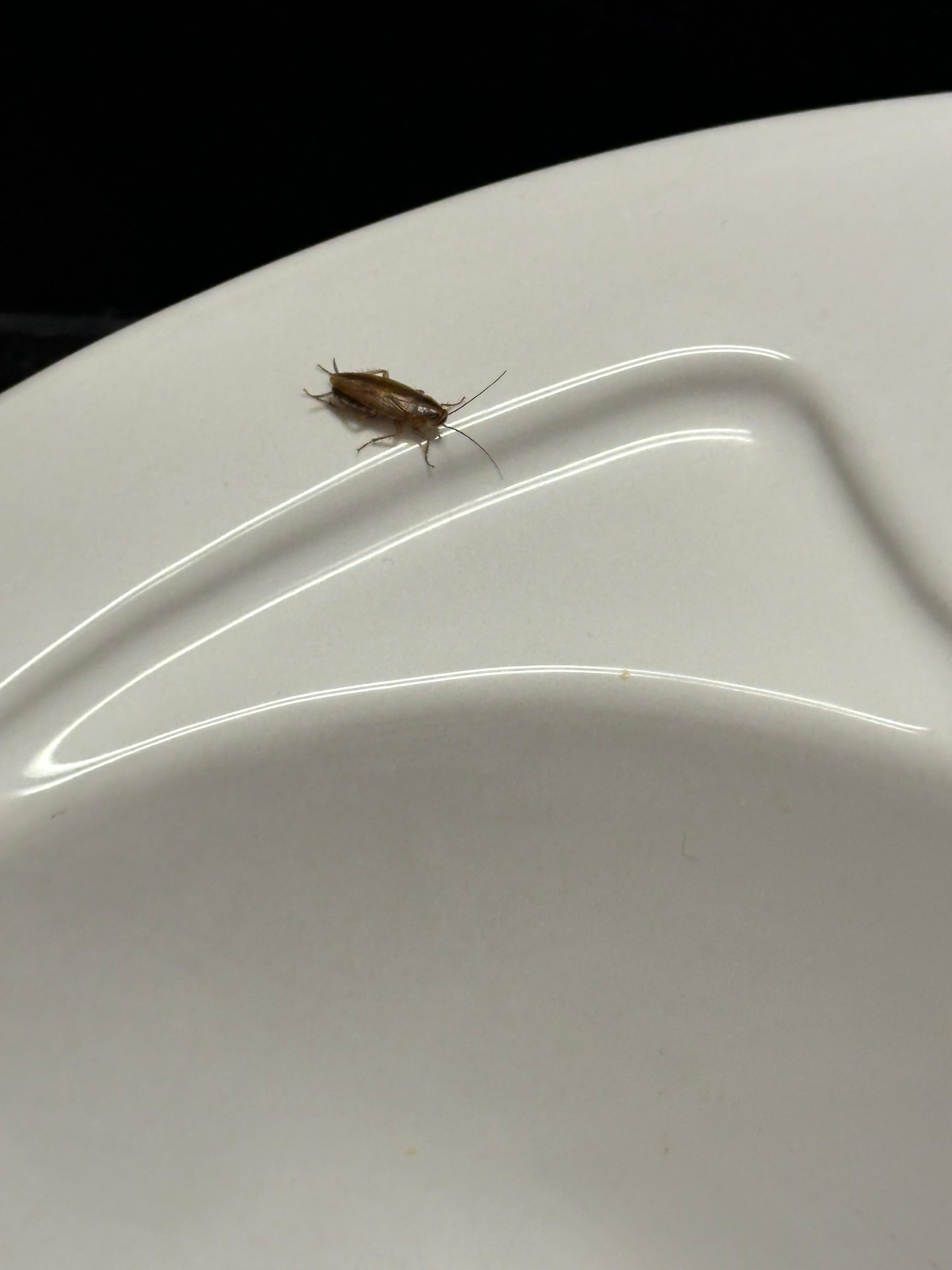 Roach on sink 