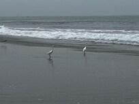 Spent the day at the dog-friendly end of the beach!