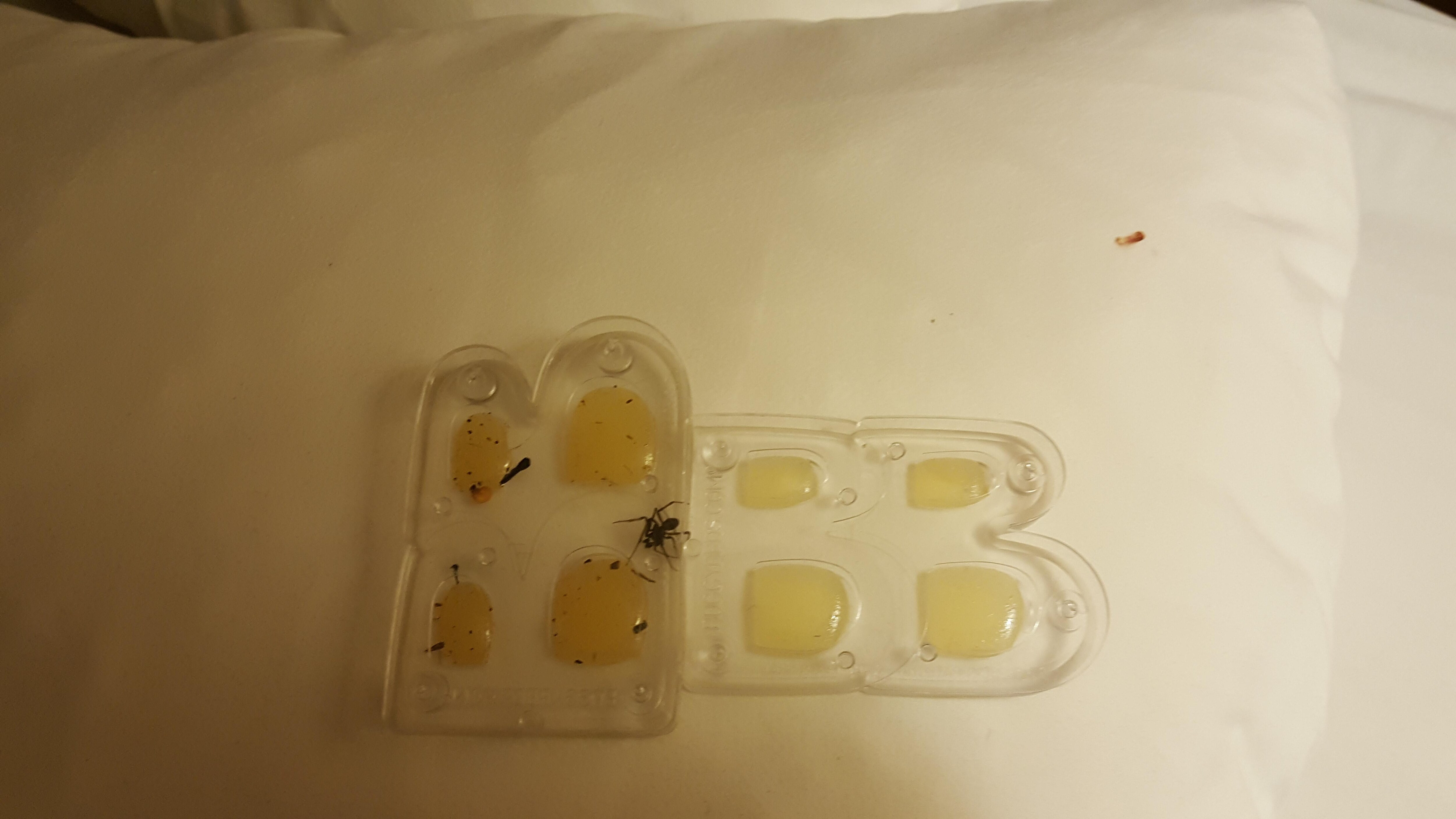 Bedbug killed