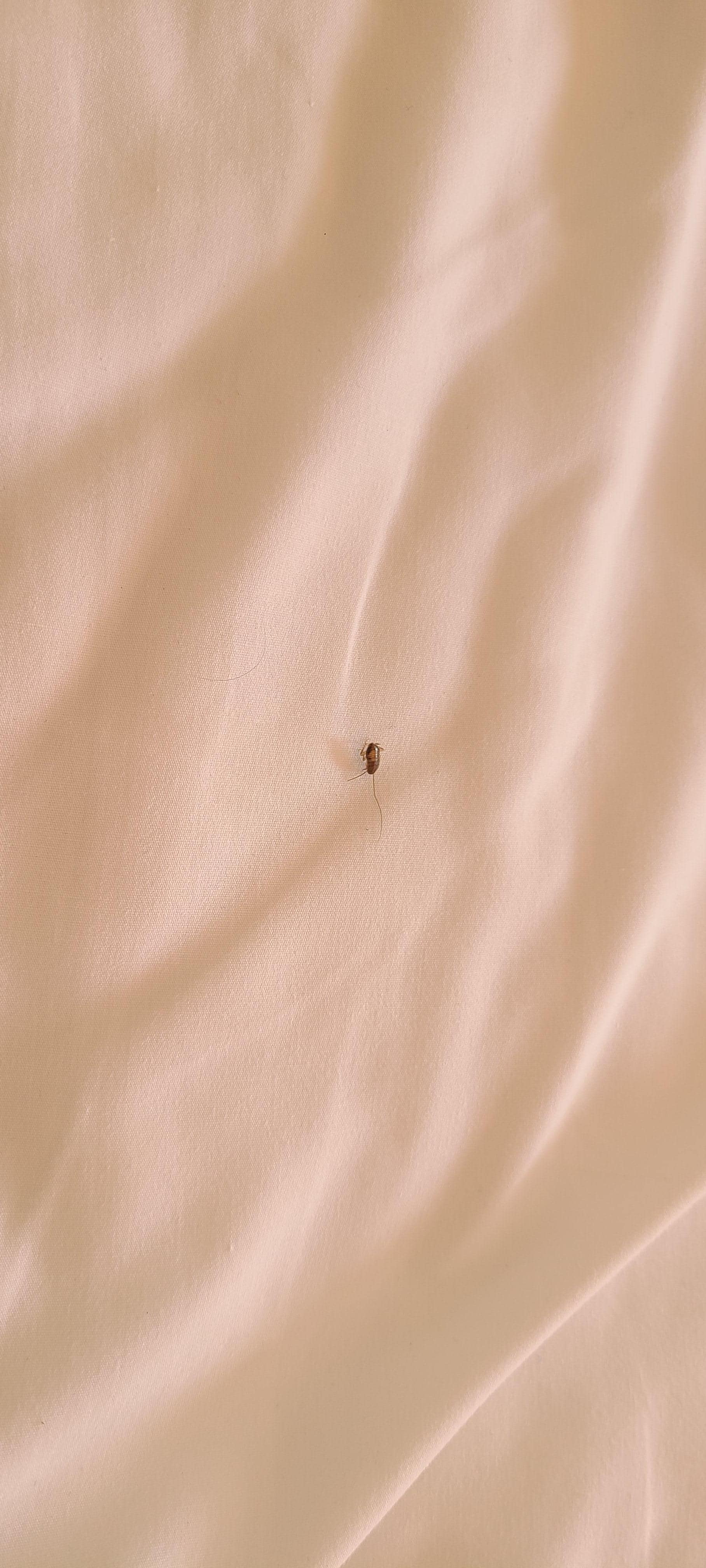 Bug on bed