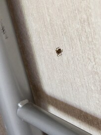 spider on wall behind the bunk bed