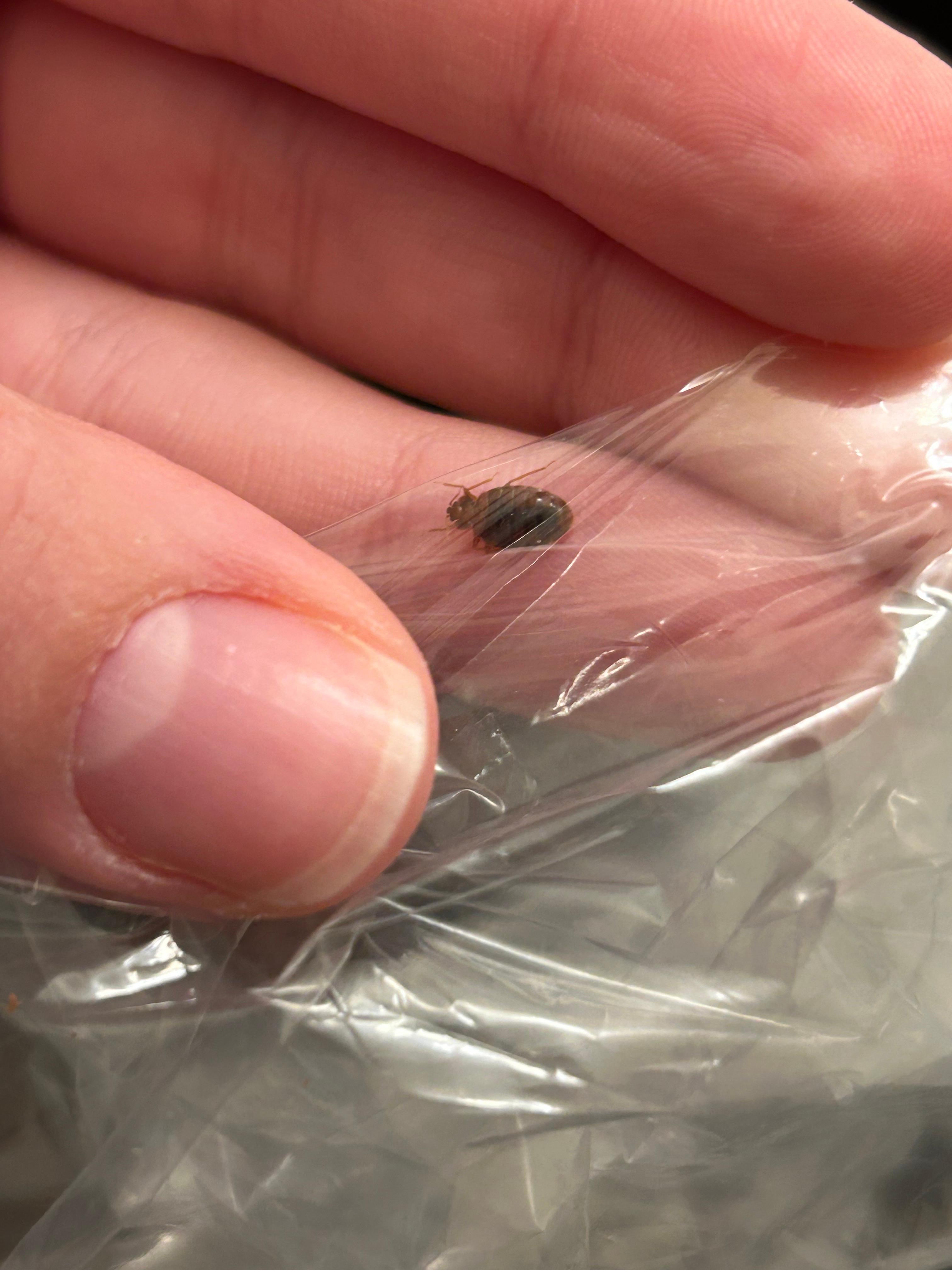 Bed bug trapped in a bag. 