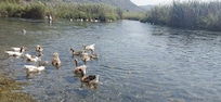 Azmak Nehri