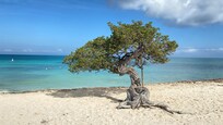 Divi Bäume am Eagle Beach