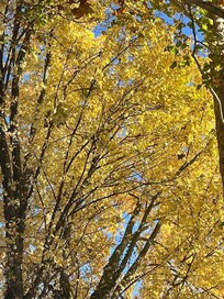 House is surrounded by trees that give shade in the summer and breathtaking colors in the fall.