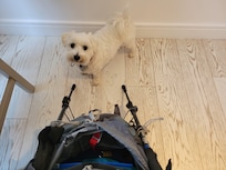 Our new friend Daisy