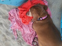 My dog always welcome. Love that she is part of the family. She has been going 12 years.