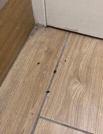 Dead roaches on floor