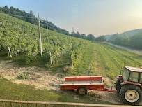 Vineyard