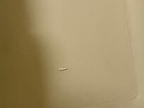 Tub…hair and paint chips?