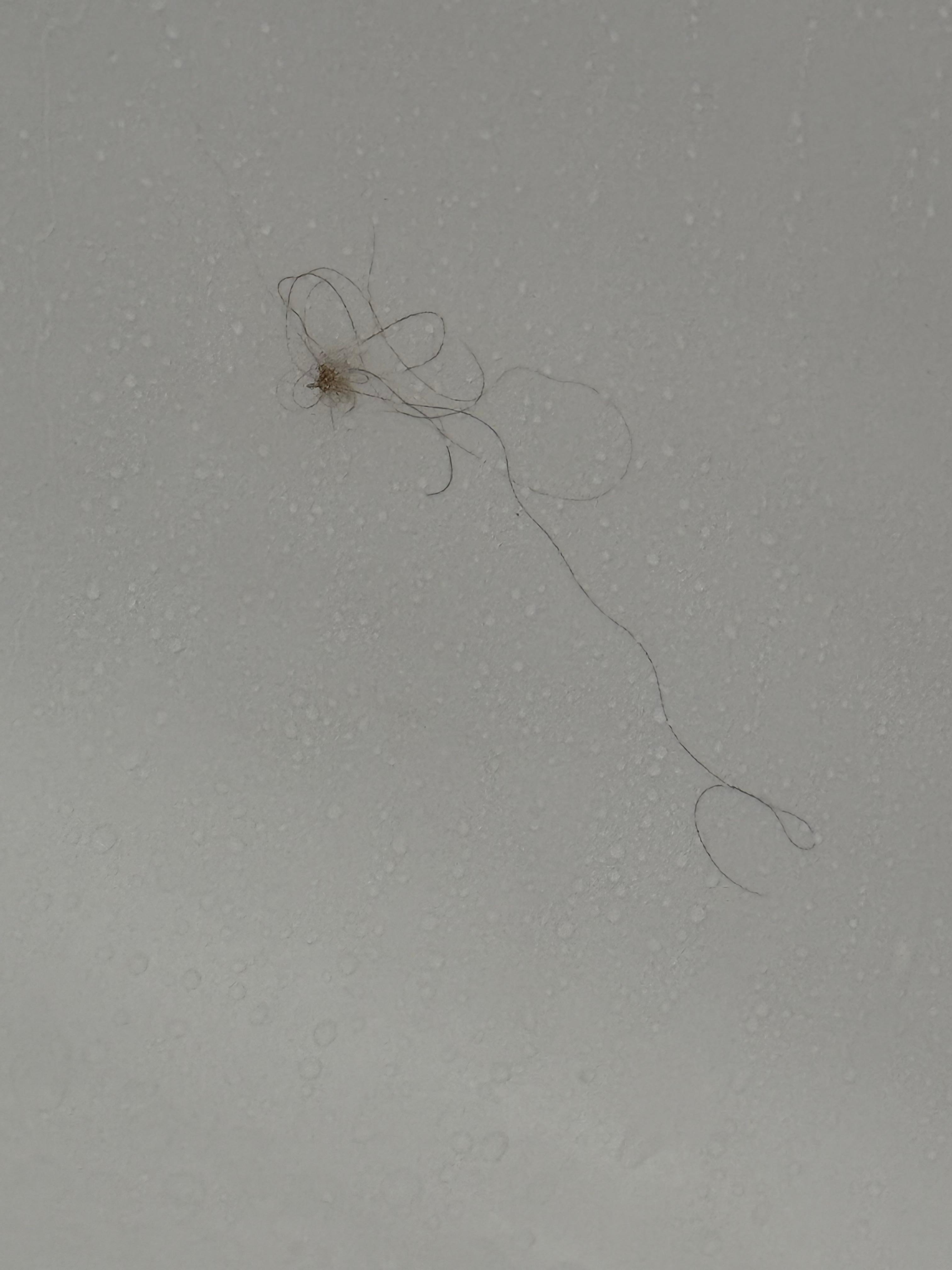 Hair in shower