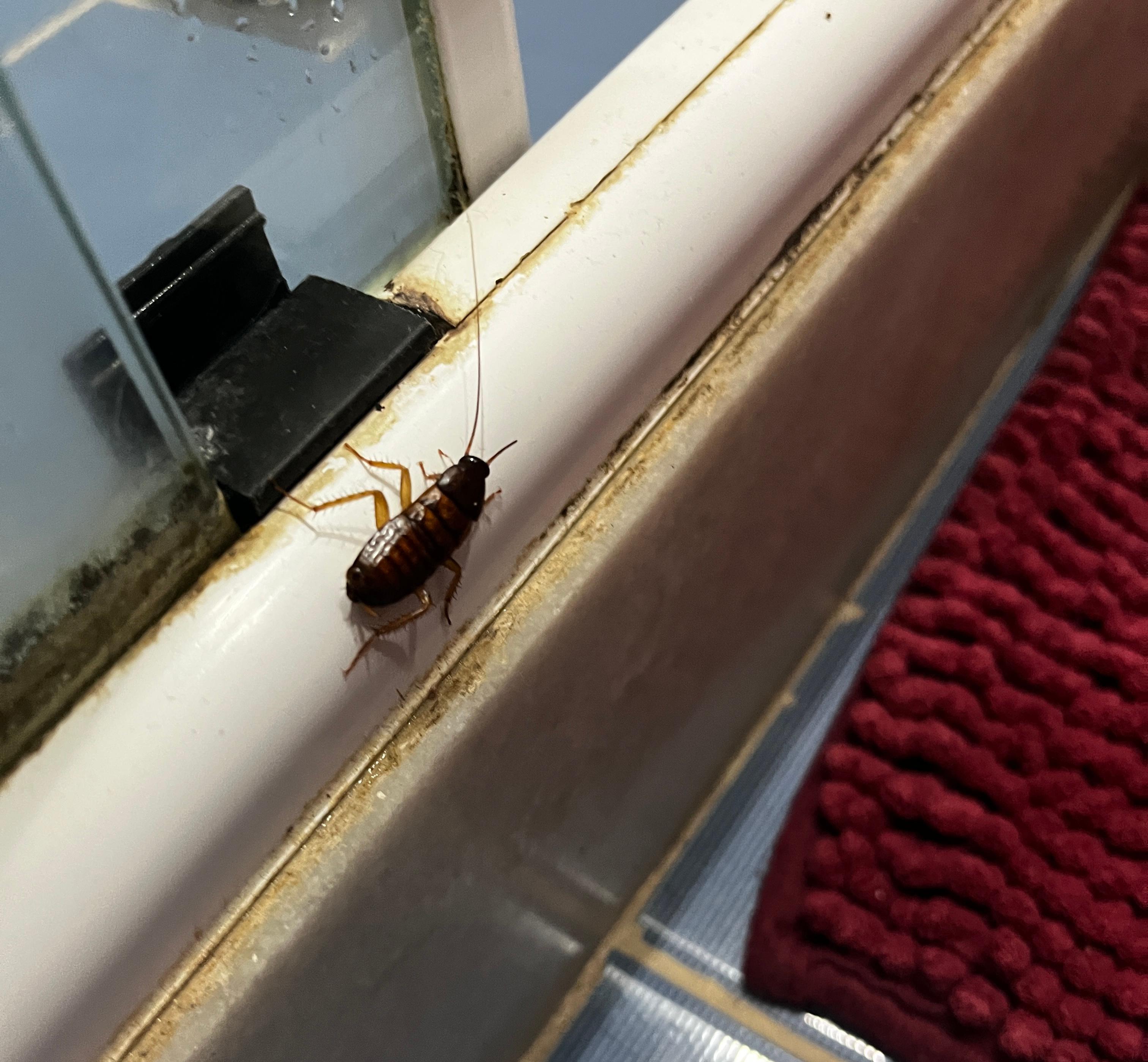 Cockroaches found in bathroom