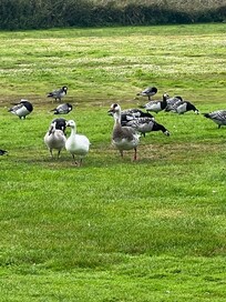 Wildlife near by