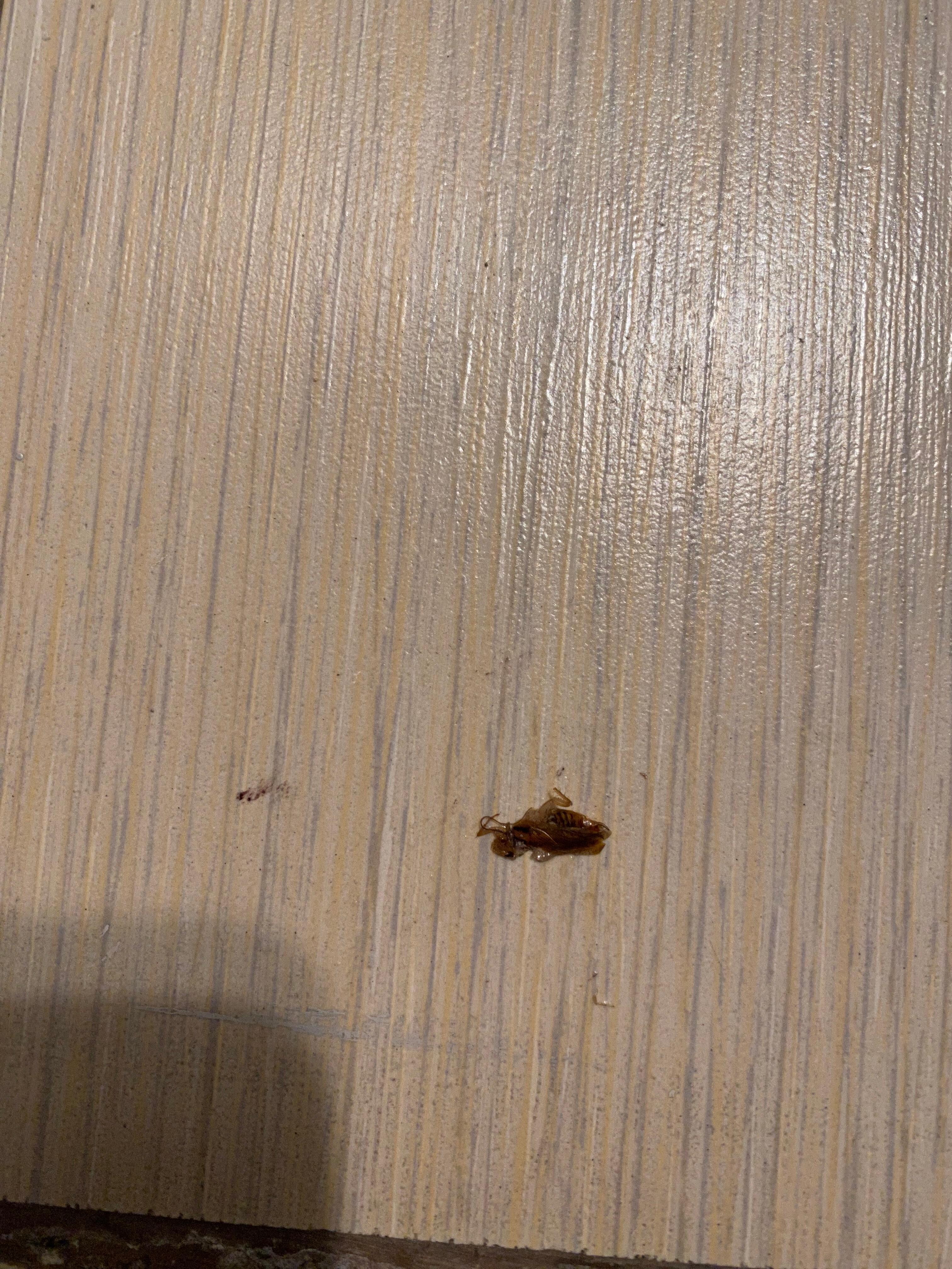 Roach we killed in the restroom 