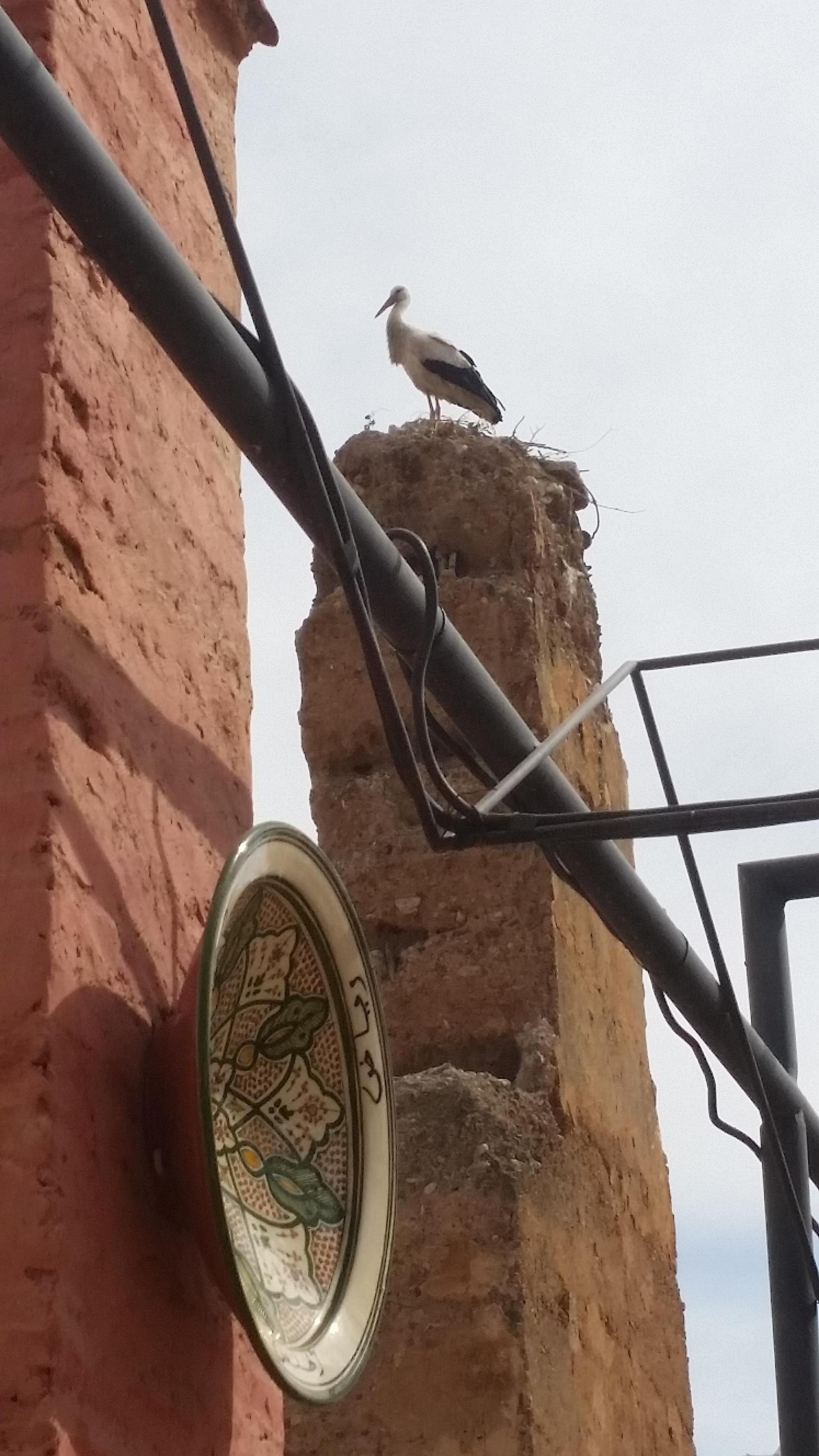 Stork on badii palace taken from terrace