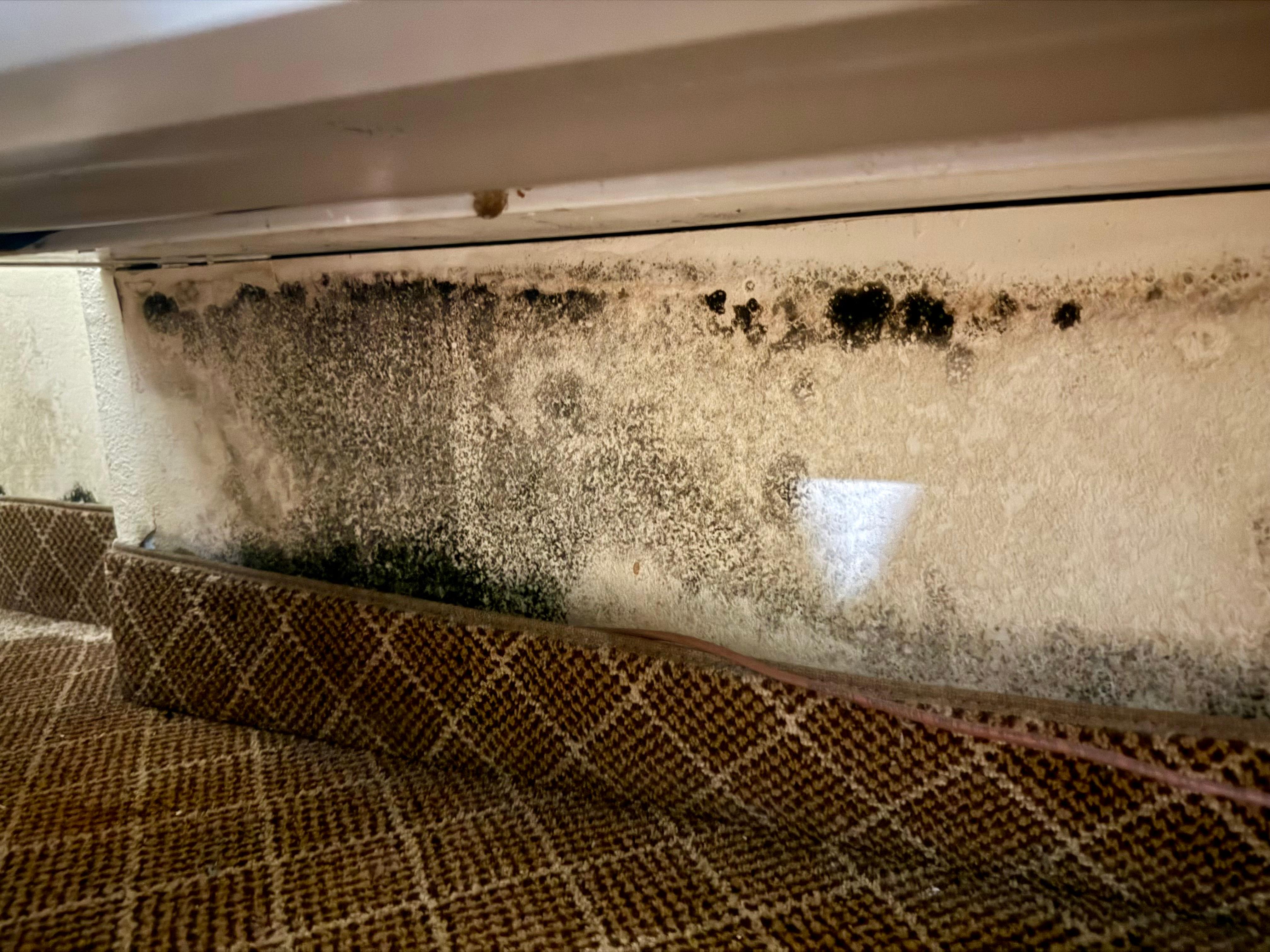 Just some of the BLACK mold