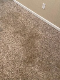 Carpet downstairs