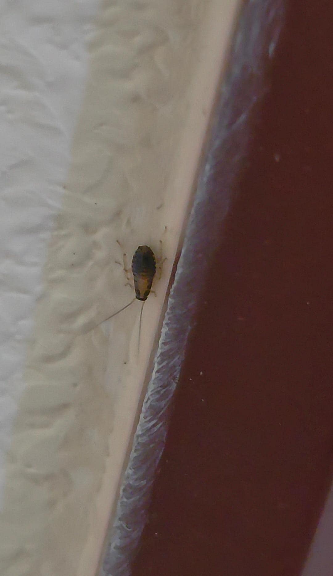 Roaches around the bathroom door frame. I was scared to shower.