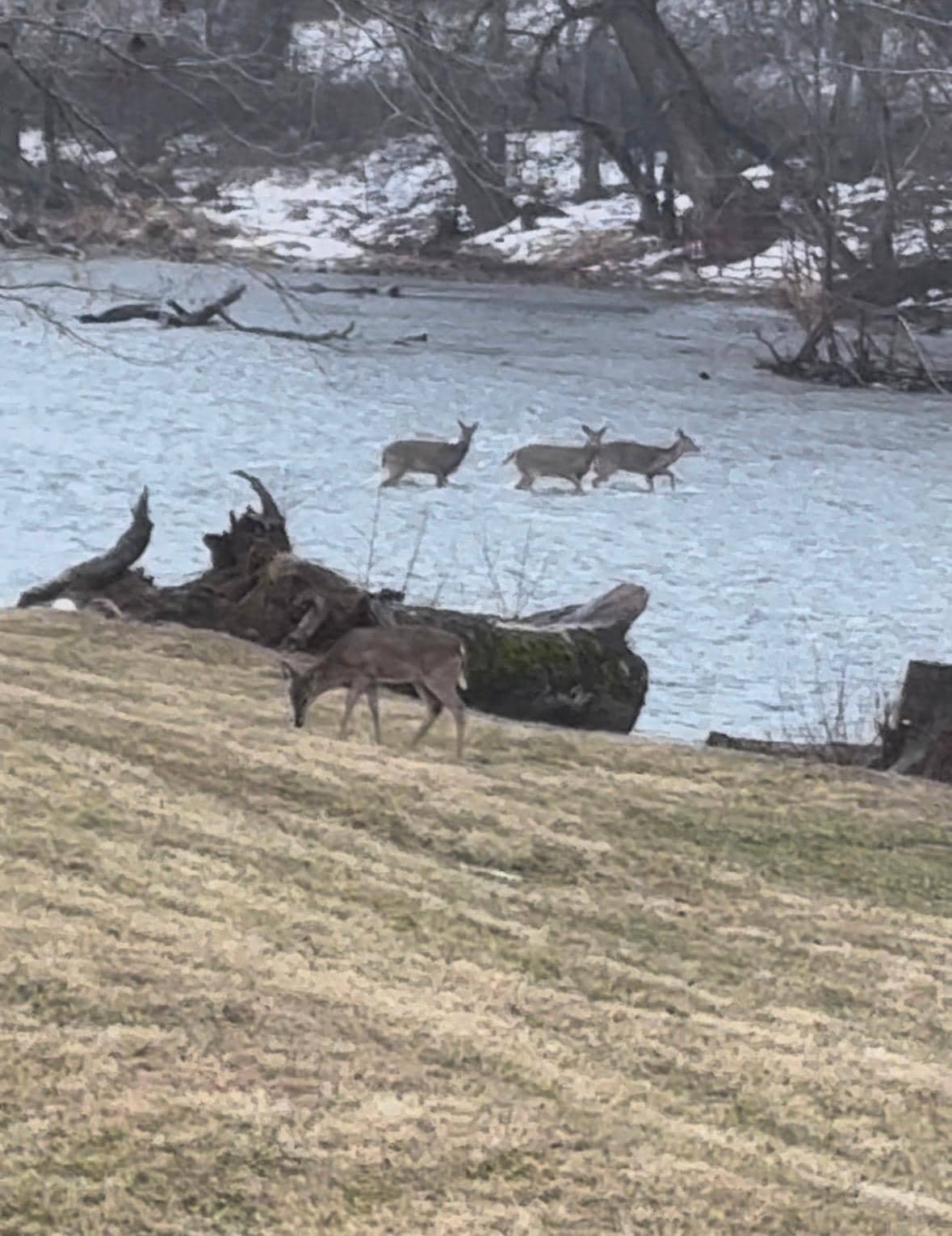 Saw several deer crossing the river from the back porch