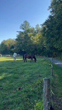 Friendly horses in a pasture along side the recreation path.