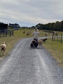 Helping Paul put the sheep in the paddock