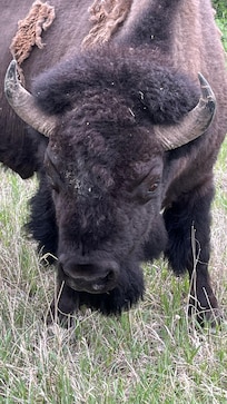 Theodore Roosevelt national park