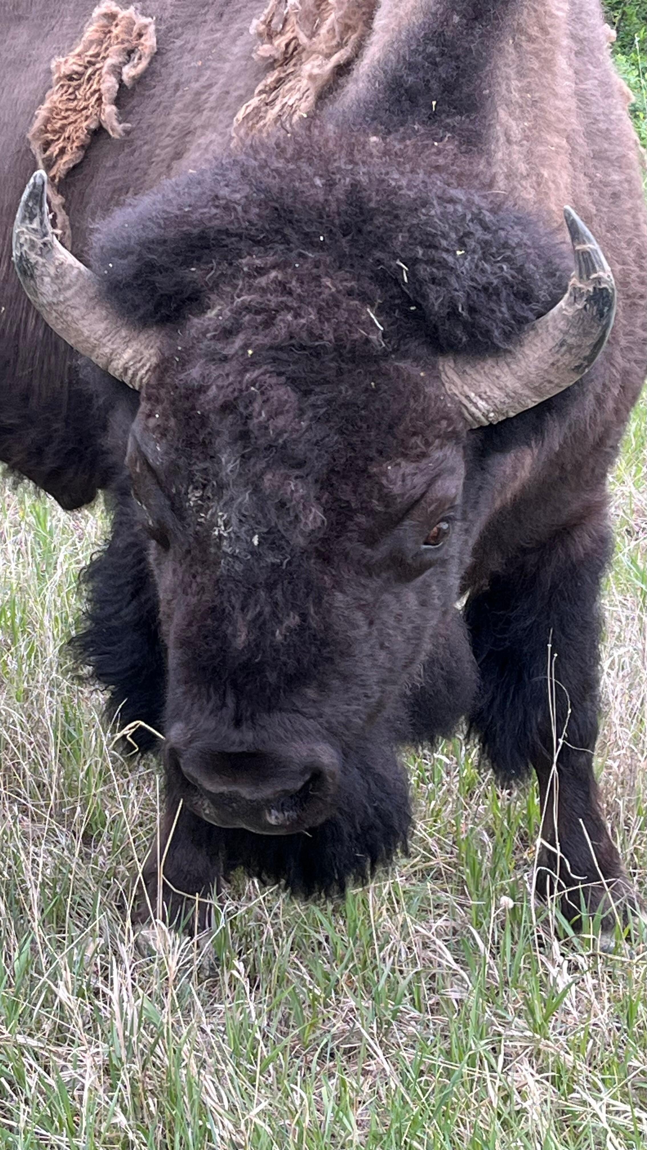 Theodore Roosevelt national park