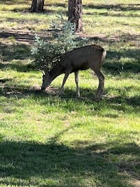 Daily deer visits