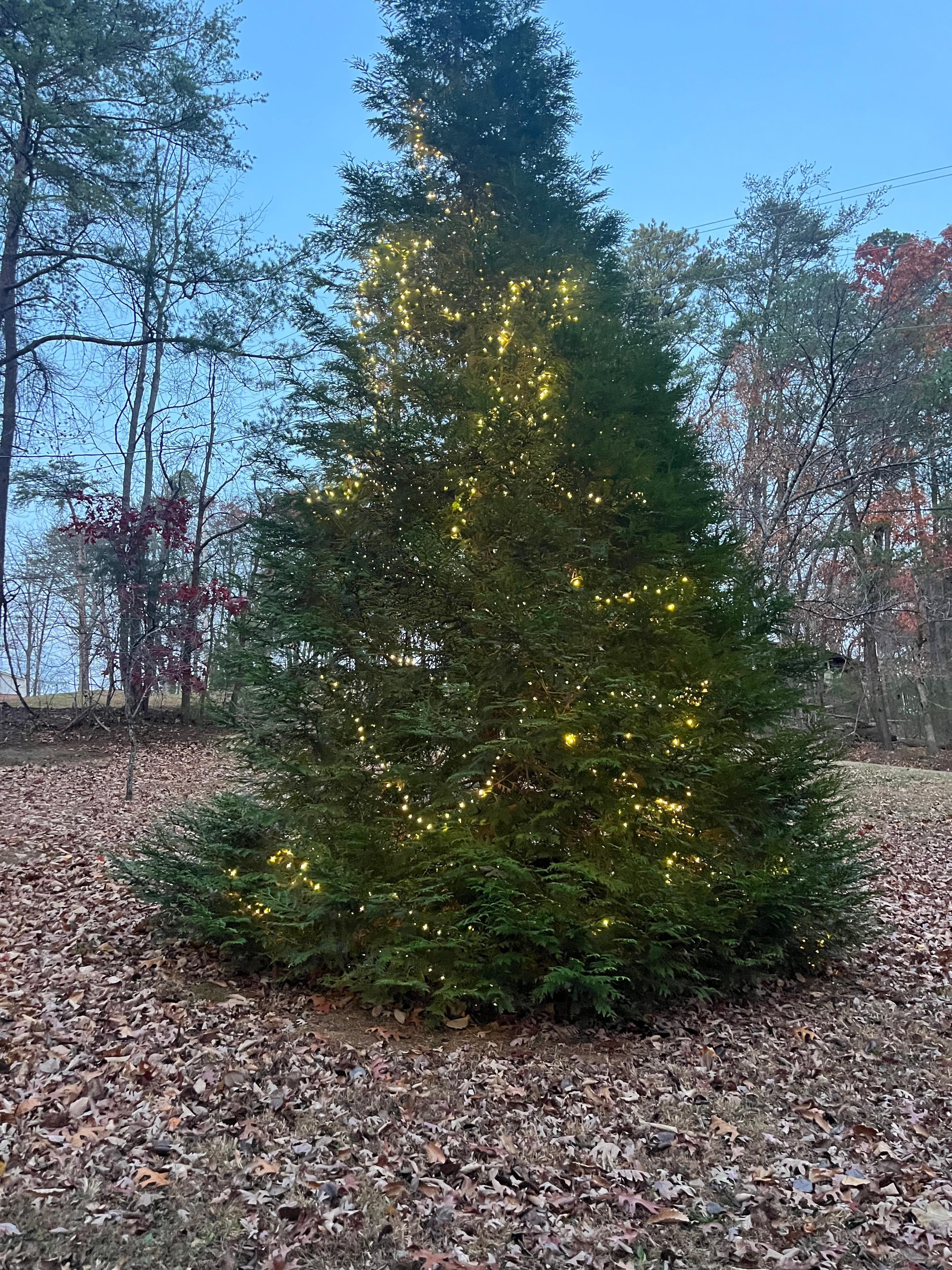 Tree in front yard decorated for Christmas 