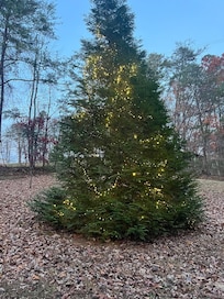 Tree in front yard decorated for Christmas