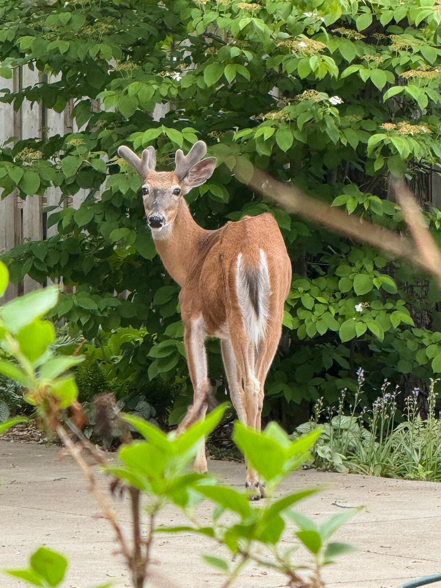 Deer in backyard we named Gus. 