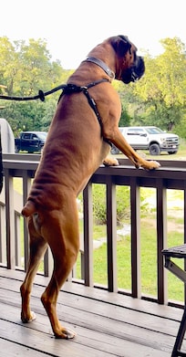 Our dog Duke watching the deer from the patio.