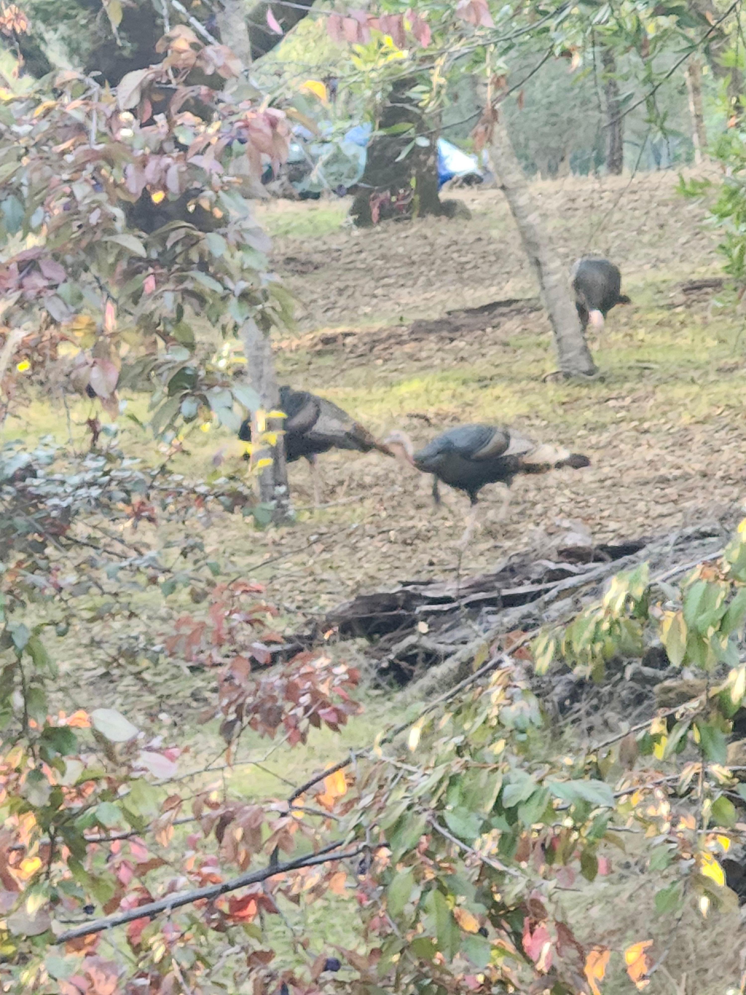 Turkeys