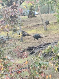 Turkeys
