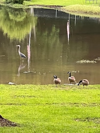 Lots of geese and turtles