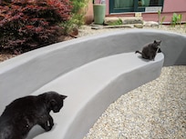 kitties on the fire pit bench