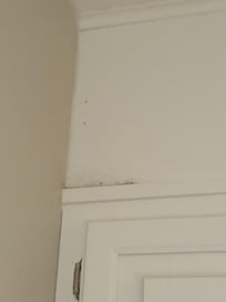 Spider web