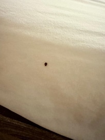 Bed bug. You can see itâs legs