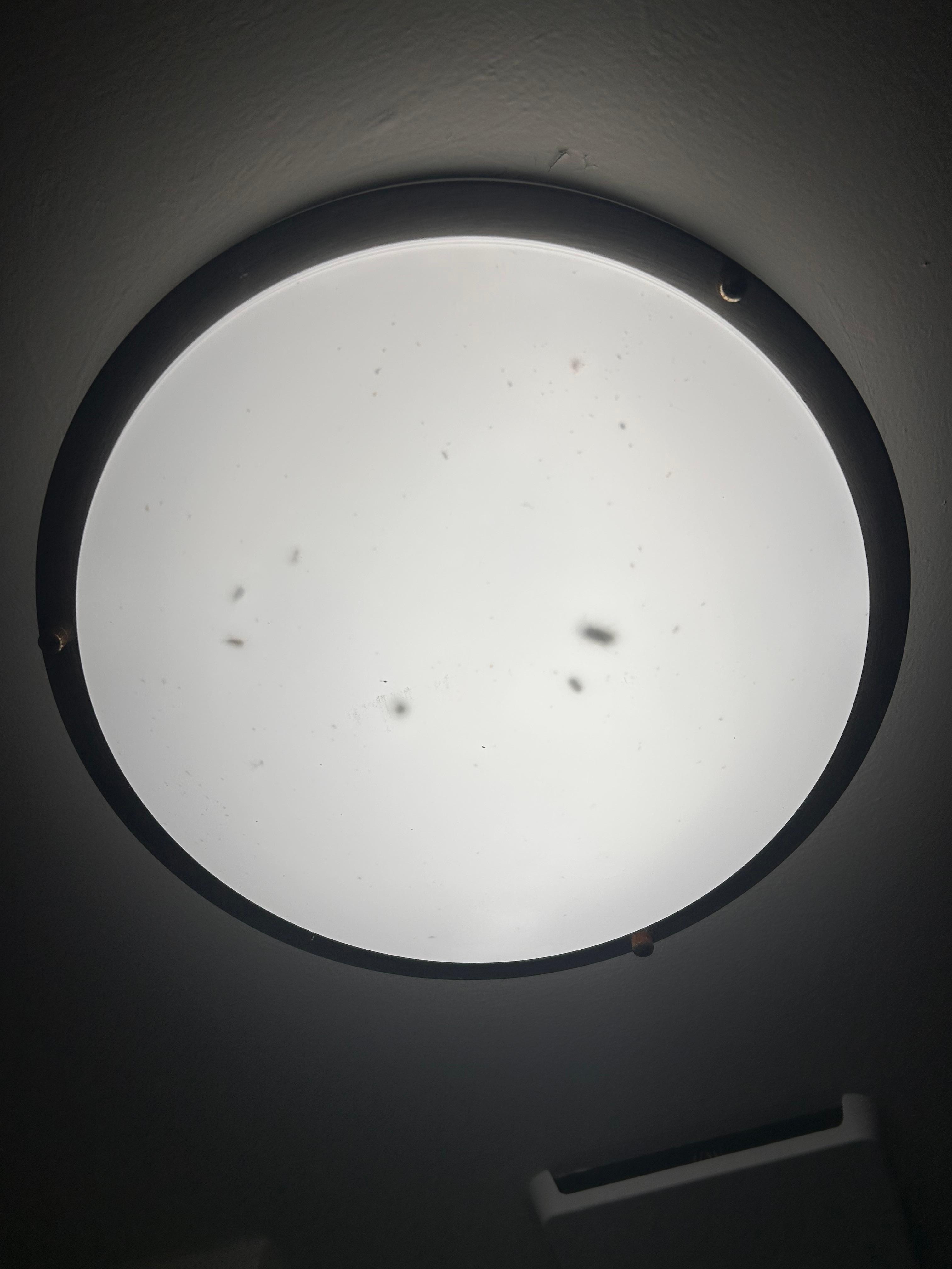 Bugs moving in the light fixtures and falling out in the bathroom.  