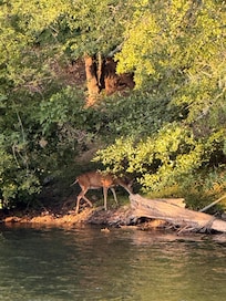 Deer by the Rogue