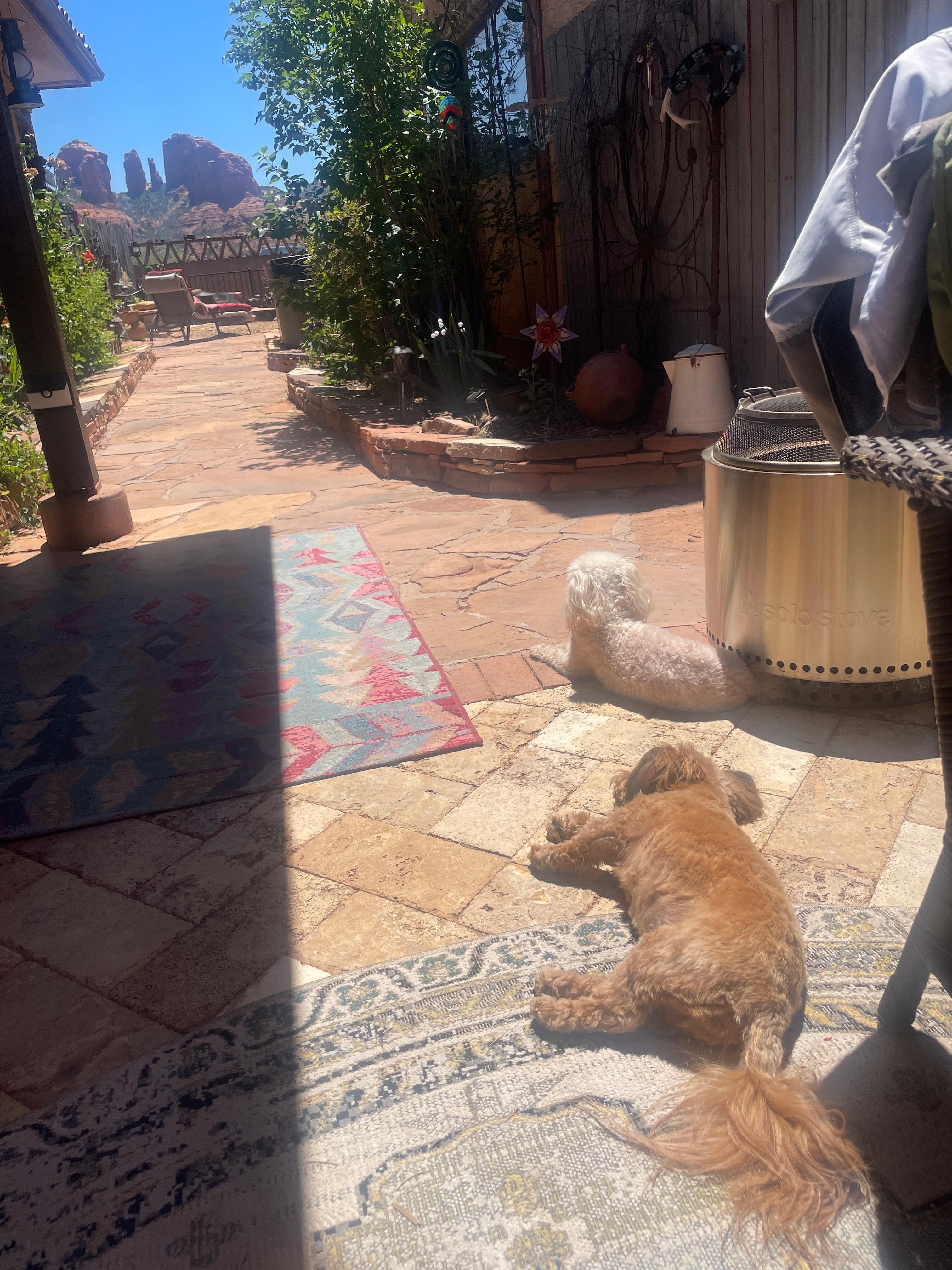 Pups enjoying the patio