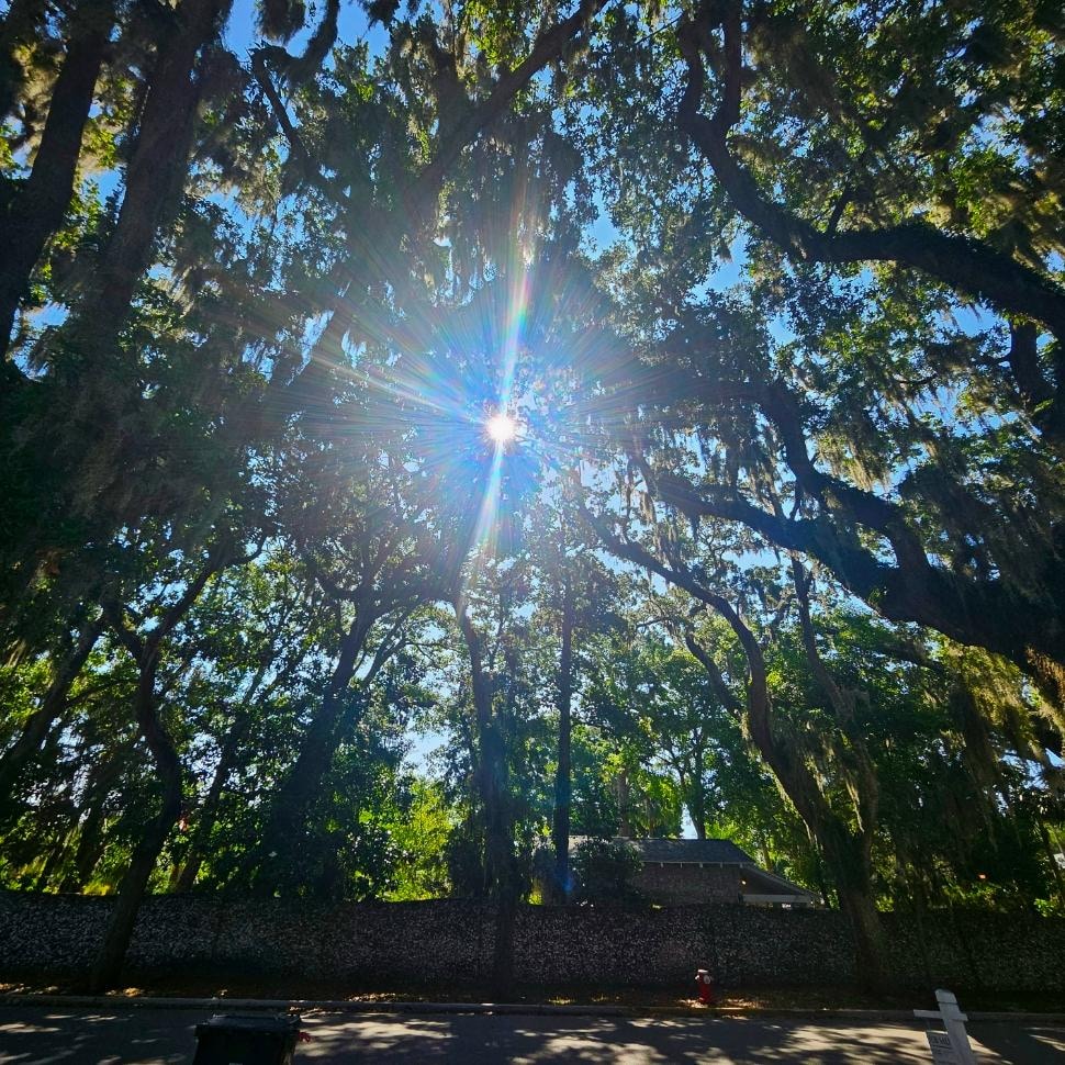 The morning sun peeping through the beautiful oak trees!